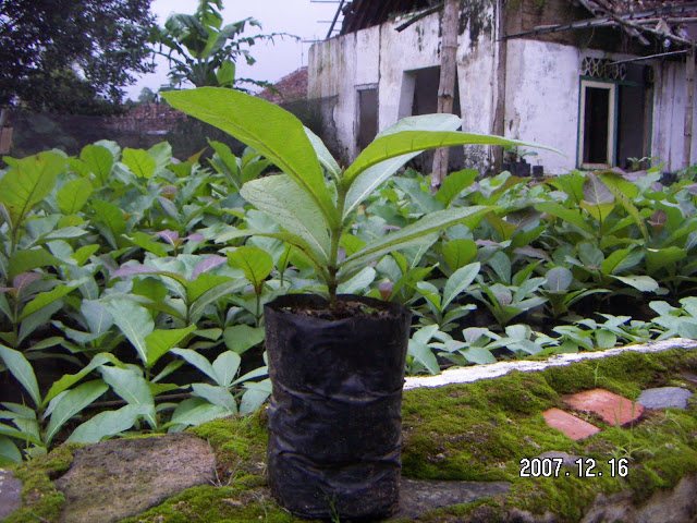 CV. Dejava Furniture